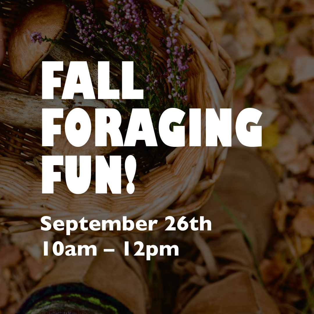 Fall Foraging Fun 2026
