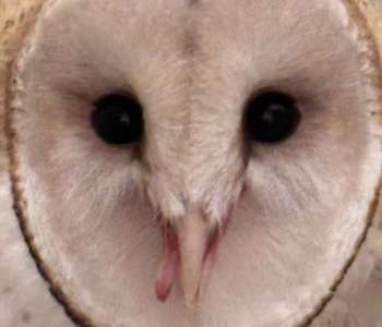 Autumn: Barn Owl Autumn: Barn Owl