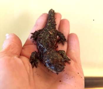 King: Tiger Salamander
