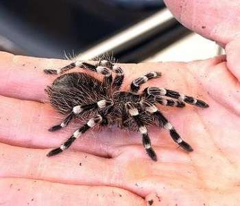 Whit-nee-Brazilian White-knee Tarantula