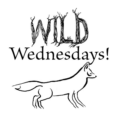 Wild Wednesdays